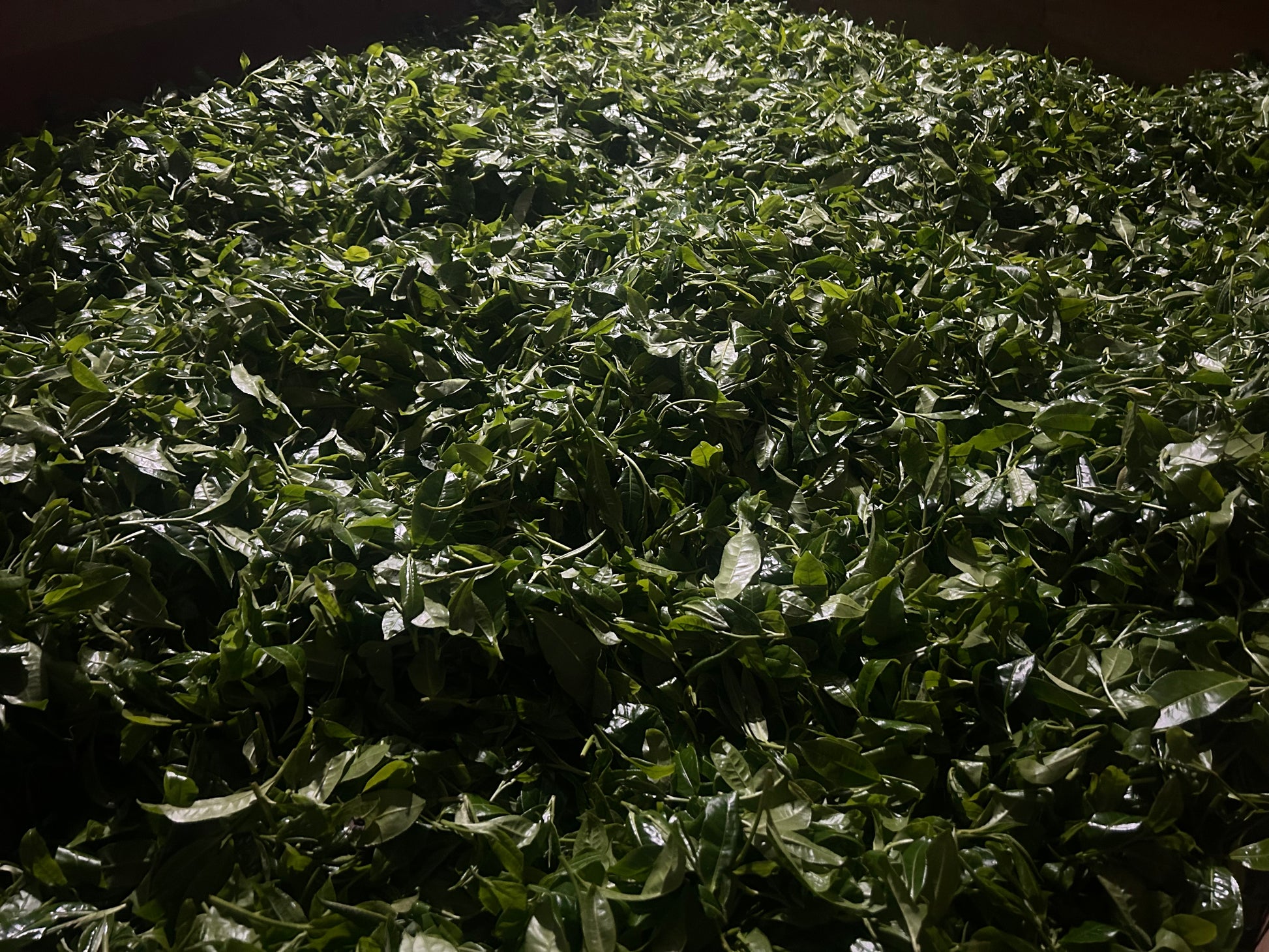 2025 Mountain Peak (Dixu) Pu-erh Tea – Award-Winning Ancient Tree Variety, Crowned Tea King