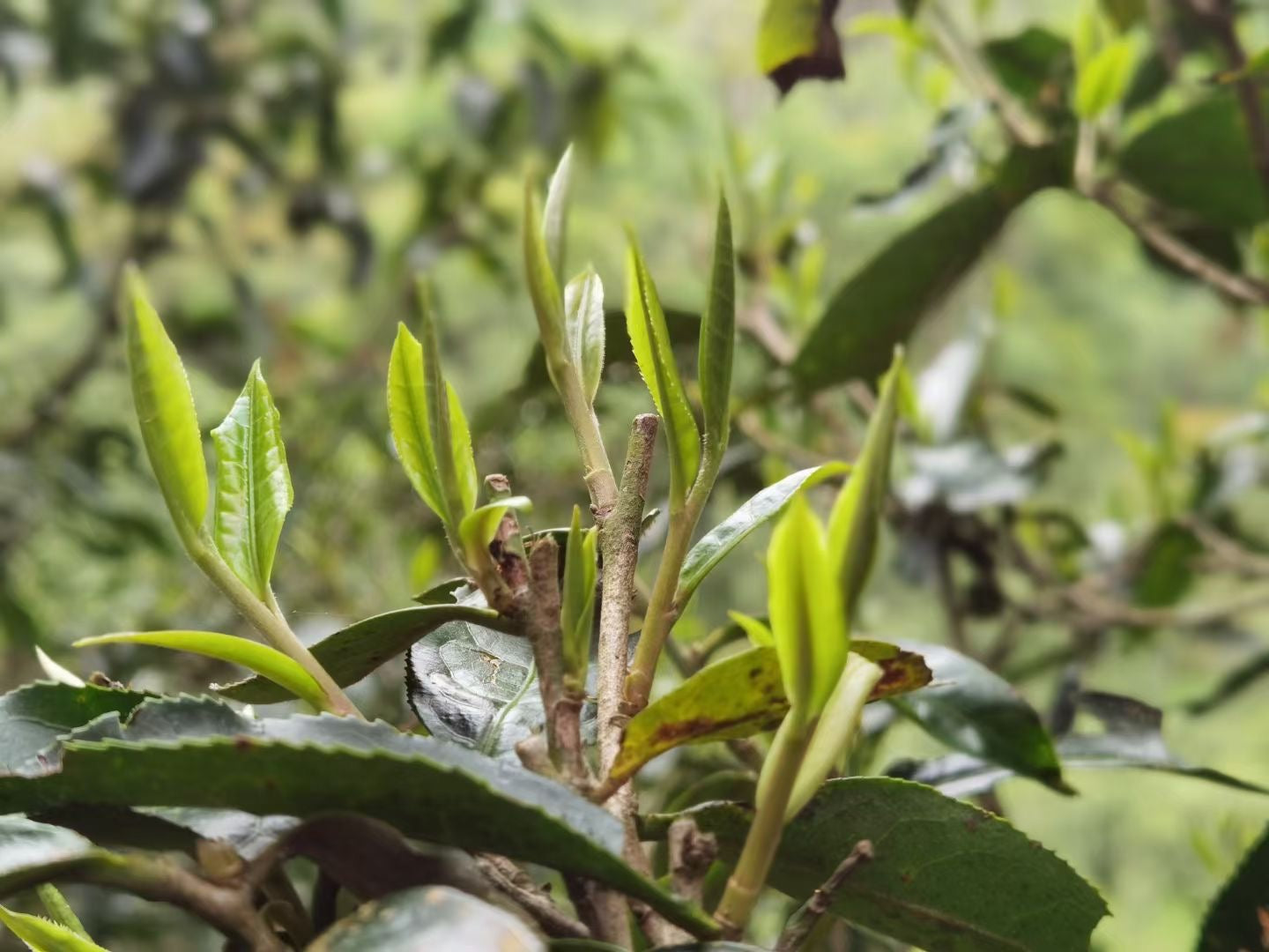 2022 Jiuy Wild (Loose Leaf)