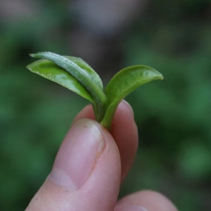 2023 Cat Ear Pu’er Tea — Cute, Delicious, Drinkable Perfume