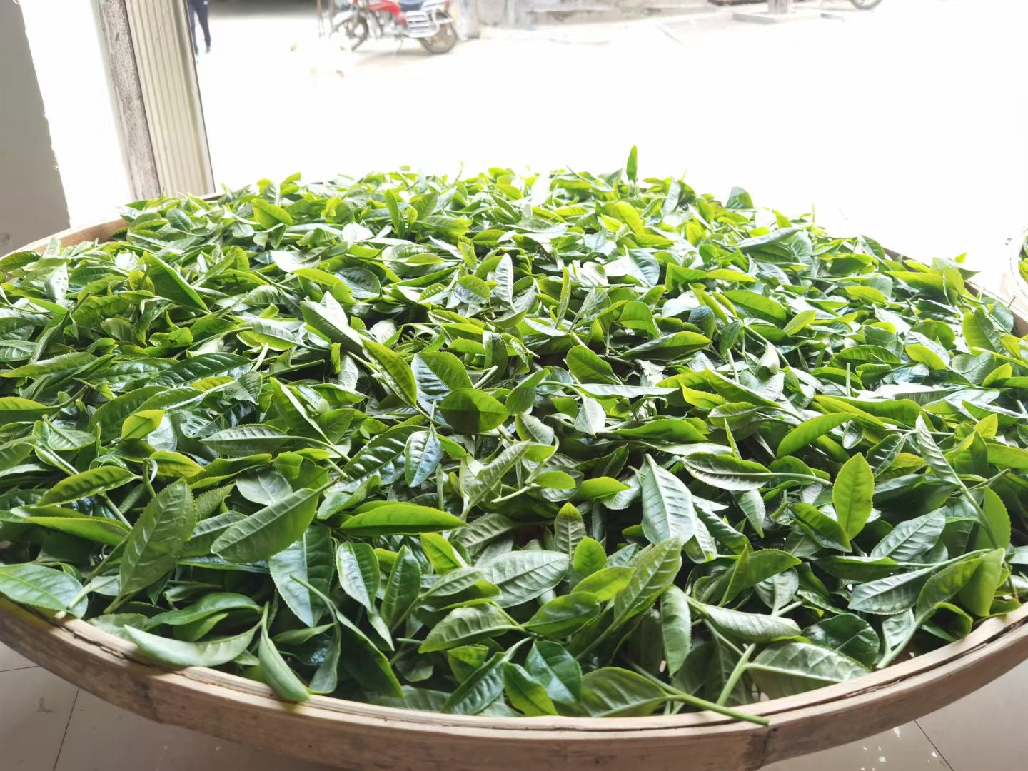 2022 Jiuy Wild (Loose Leaf)