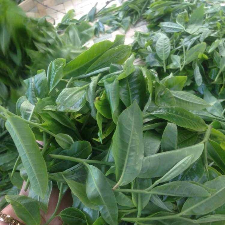2023 Tongqing River Pu-erh Tea — Tea from the Pristine Forest