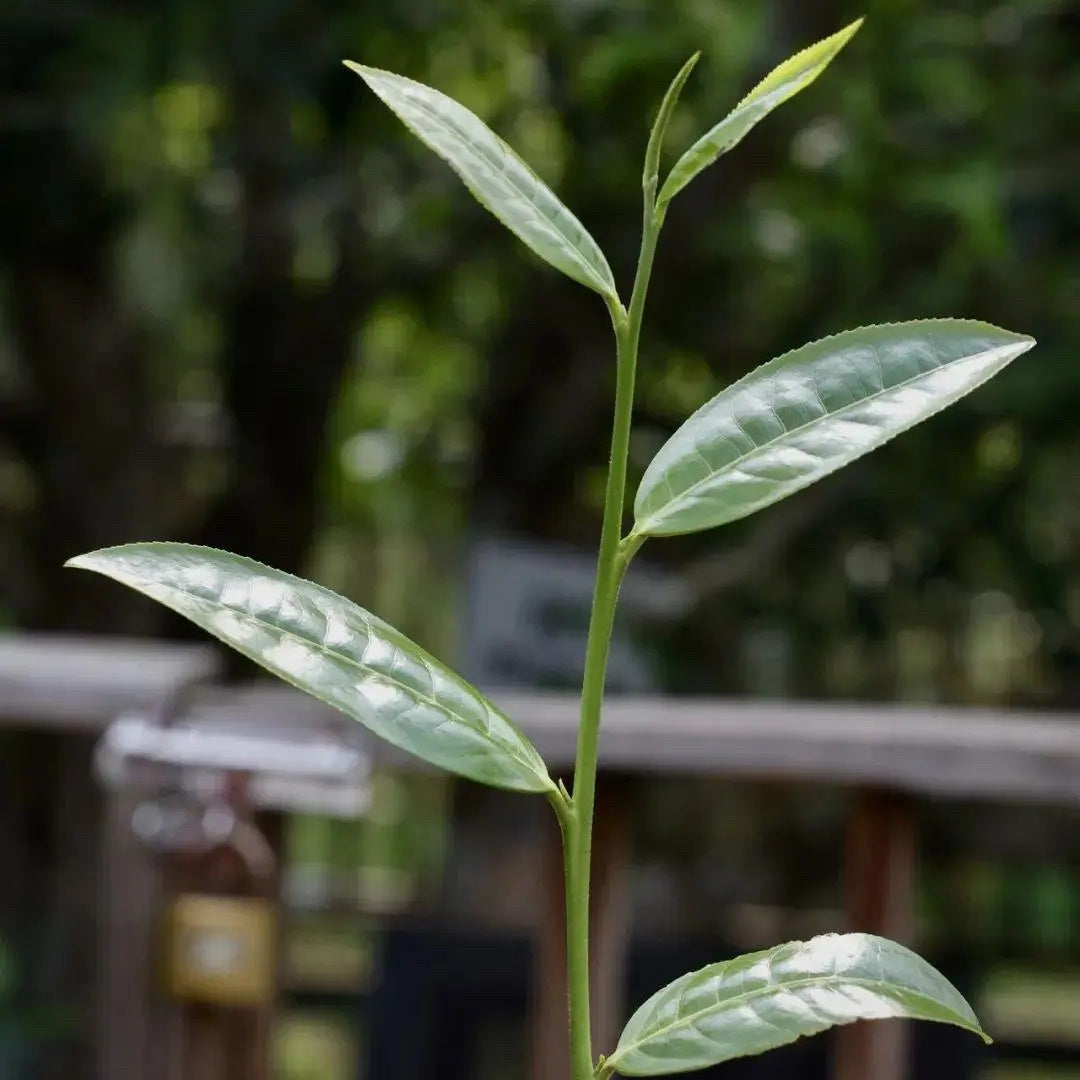 2023 Tongqing River Pu-erh Tea — Tea from the Pristine Forest