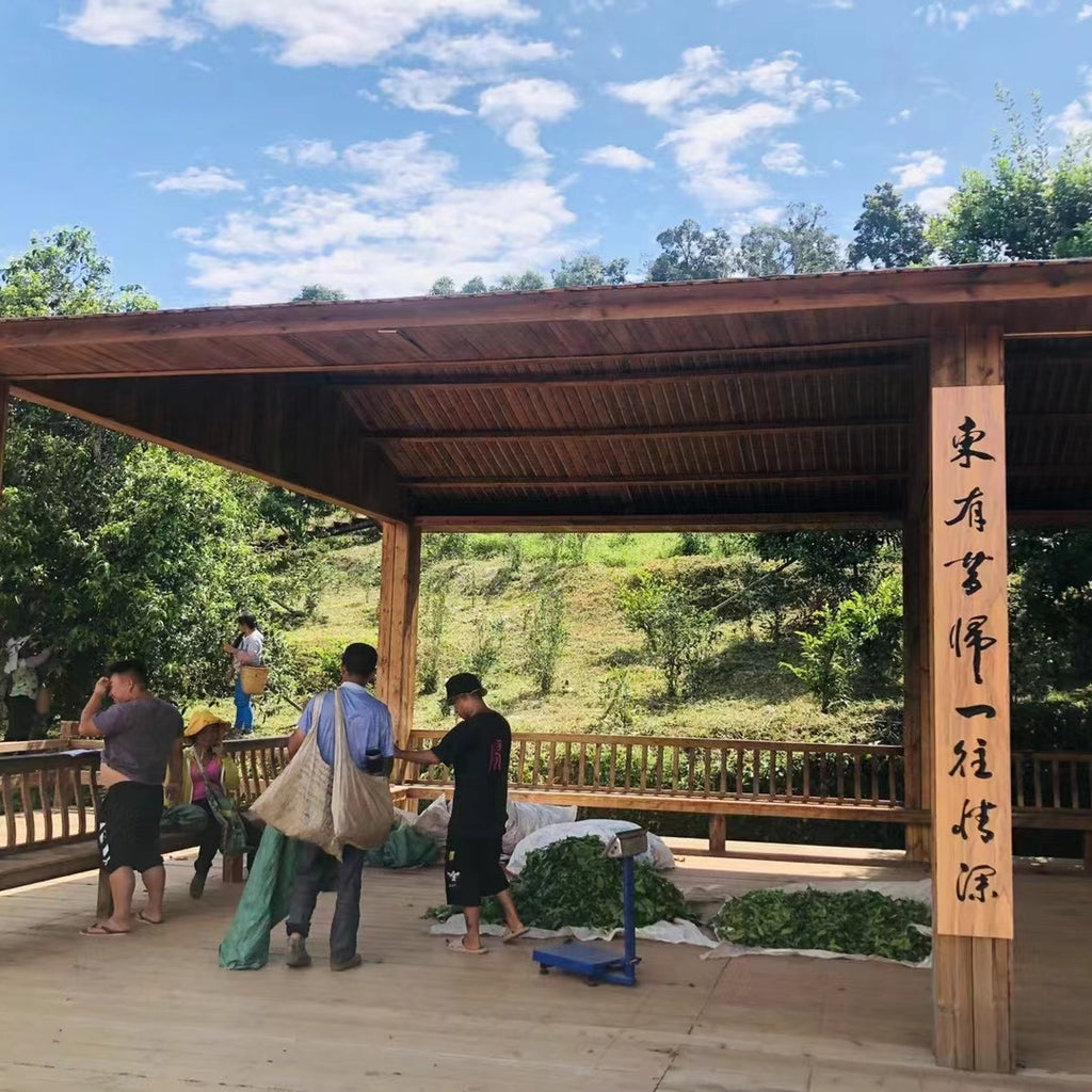 2020 Bangdong Ancient Tree Raw Pu-erh Tea – From Our Own Estate in the Core Production Region