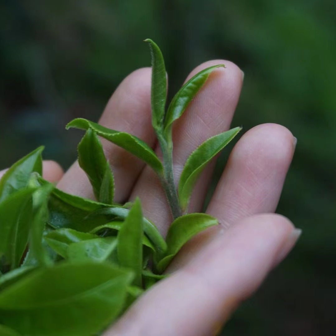 2023 Cat Ear Pu’er Tea — Cute, Delicious, Drinkable Perfume