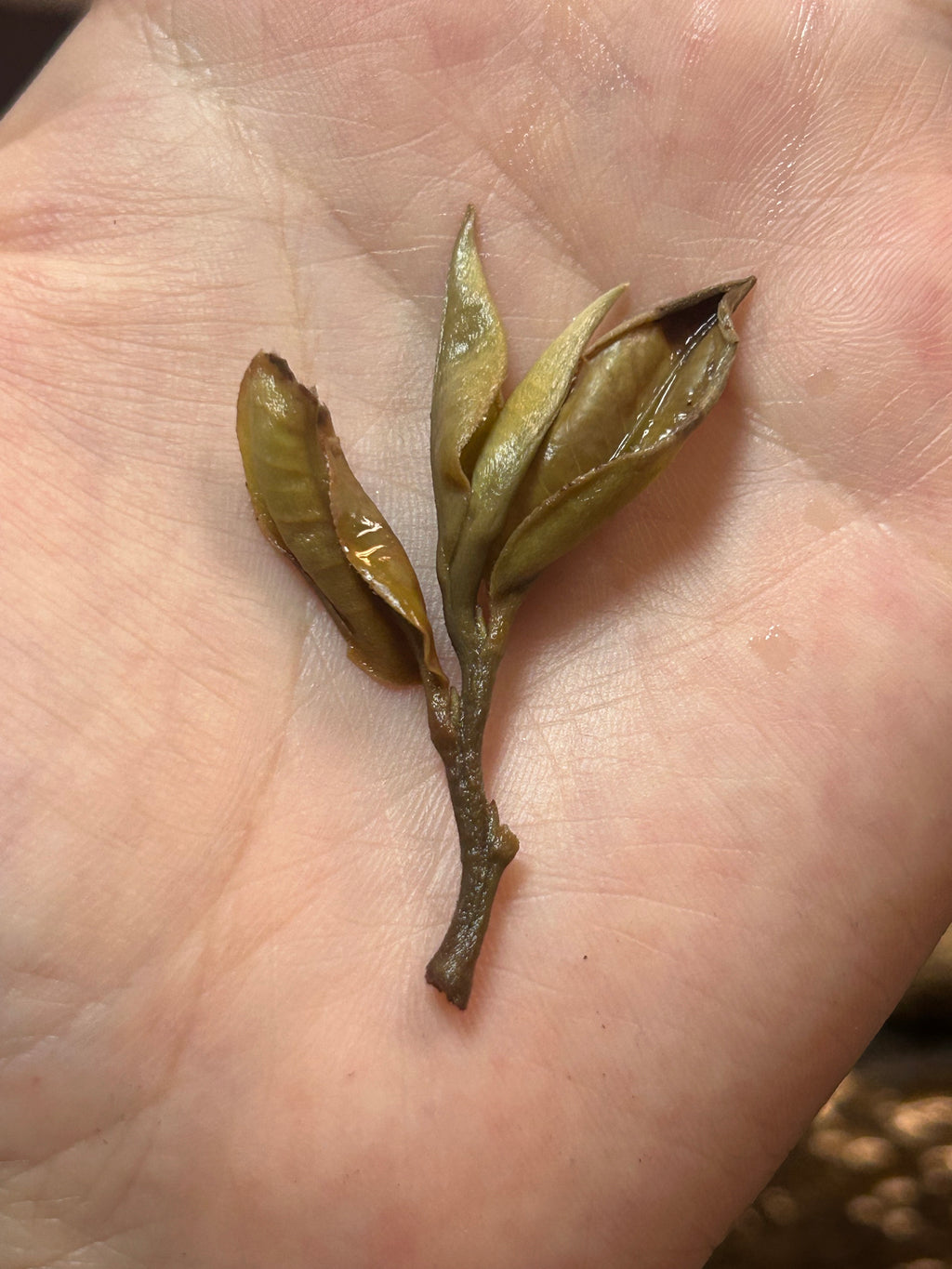 2023 Cat Ear Pu’er Tea — Cute, Delicious, Drinkable Perfume