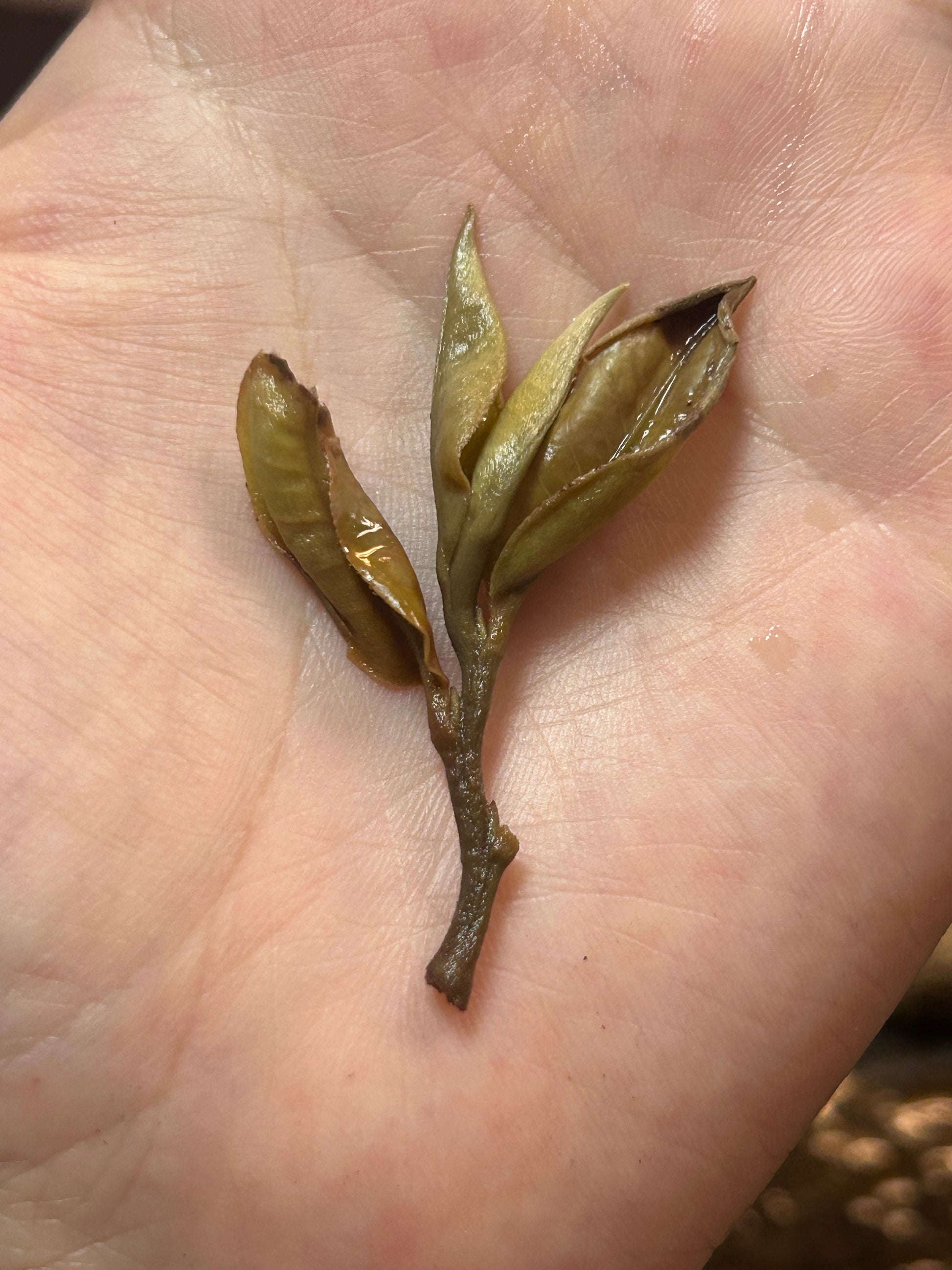 2023 Cat Ear Pu’er Tea — Cute, Delicious, Drinkable Perfume