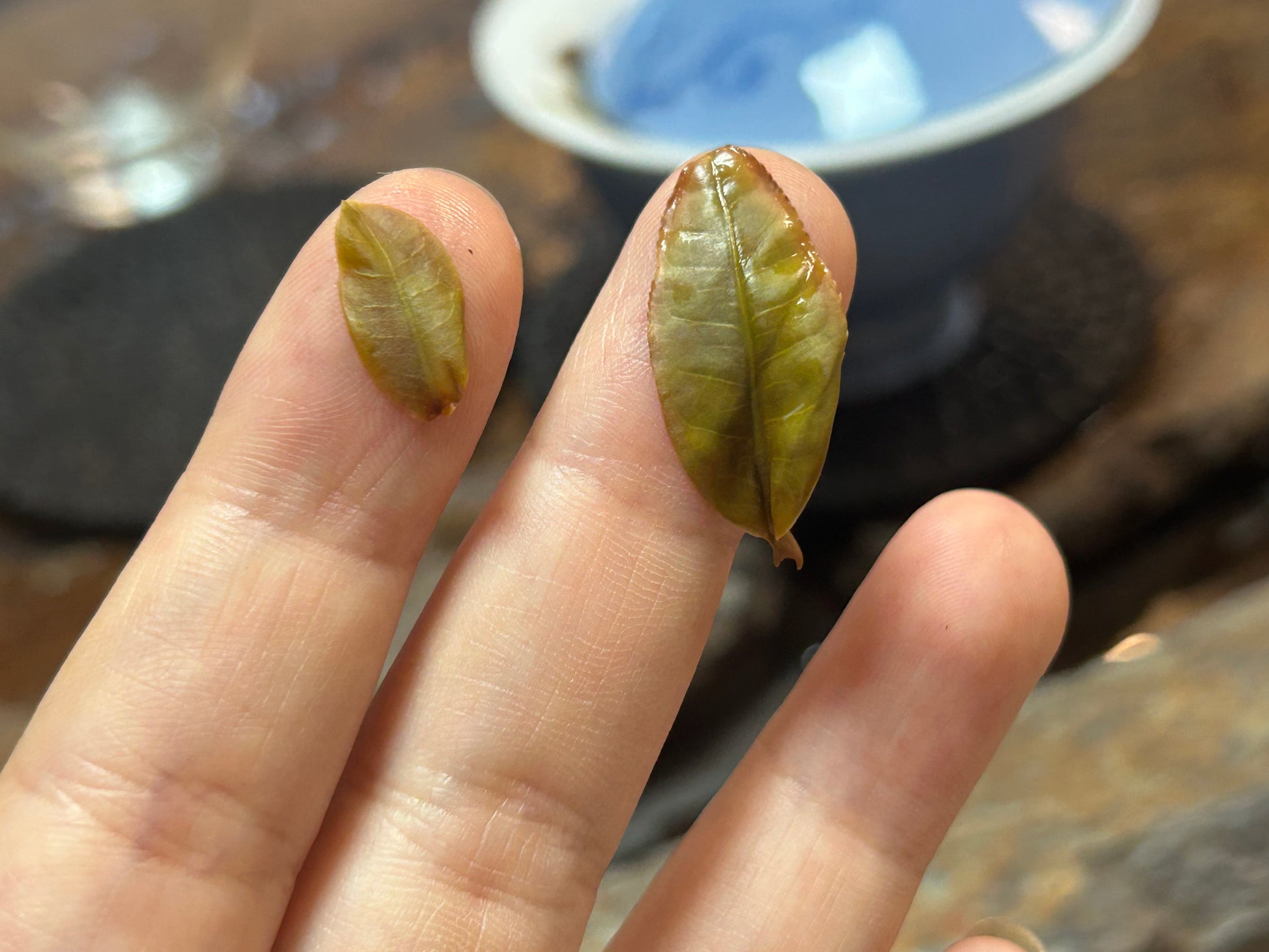 2023 Cat Ear Pu’er Tea — Cute, Delicious, Drinkable Perfume