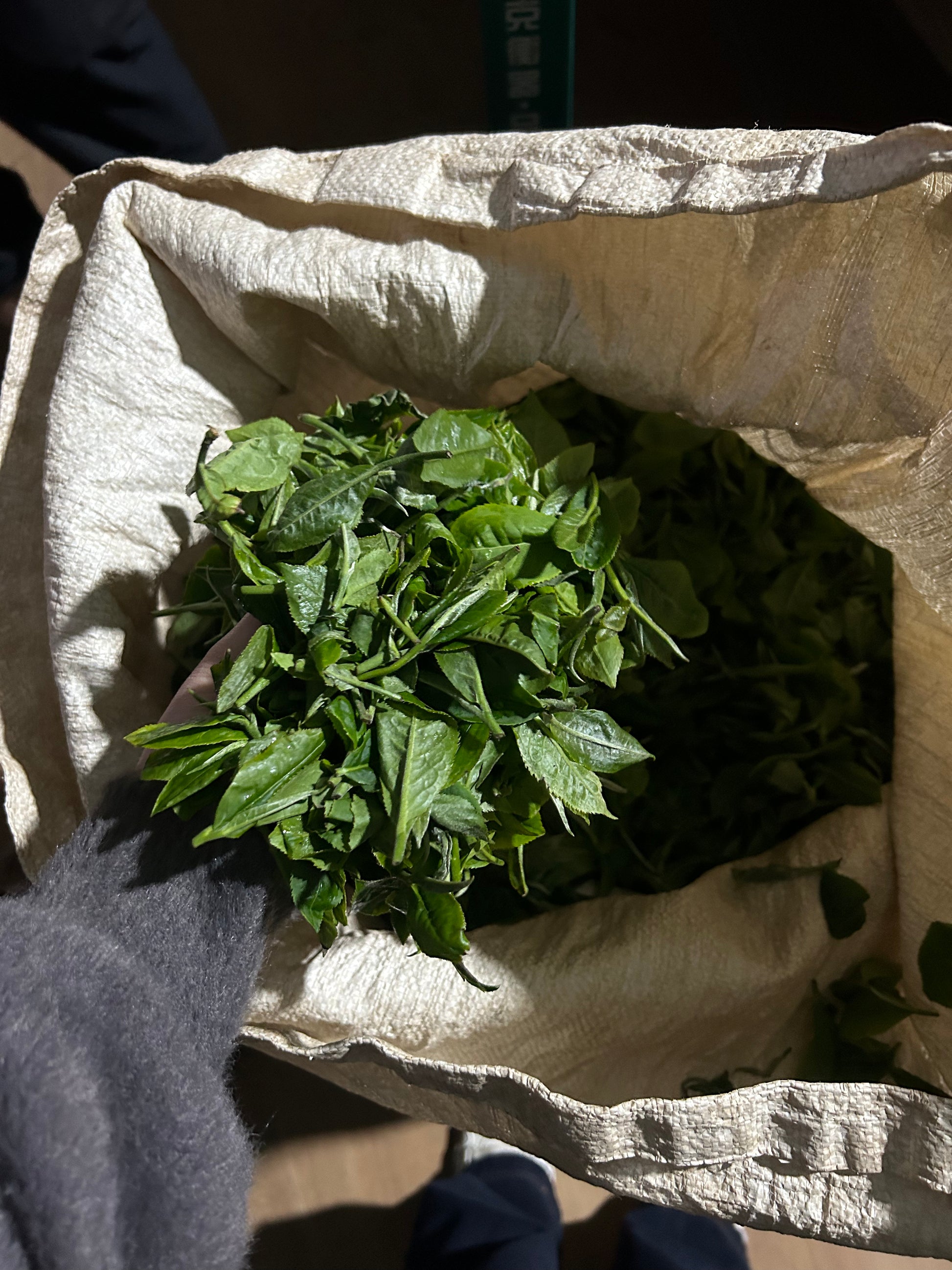 2025 Mountain Peak (Dixu) Pu-erh Tea – Award-Winning Ancient Tree Variety, Crowned Tea King