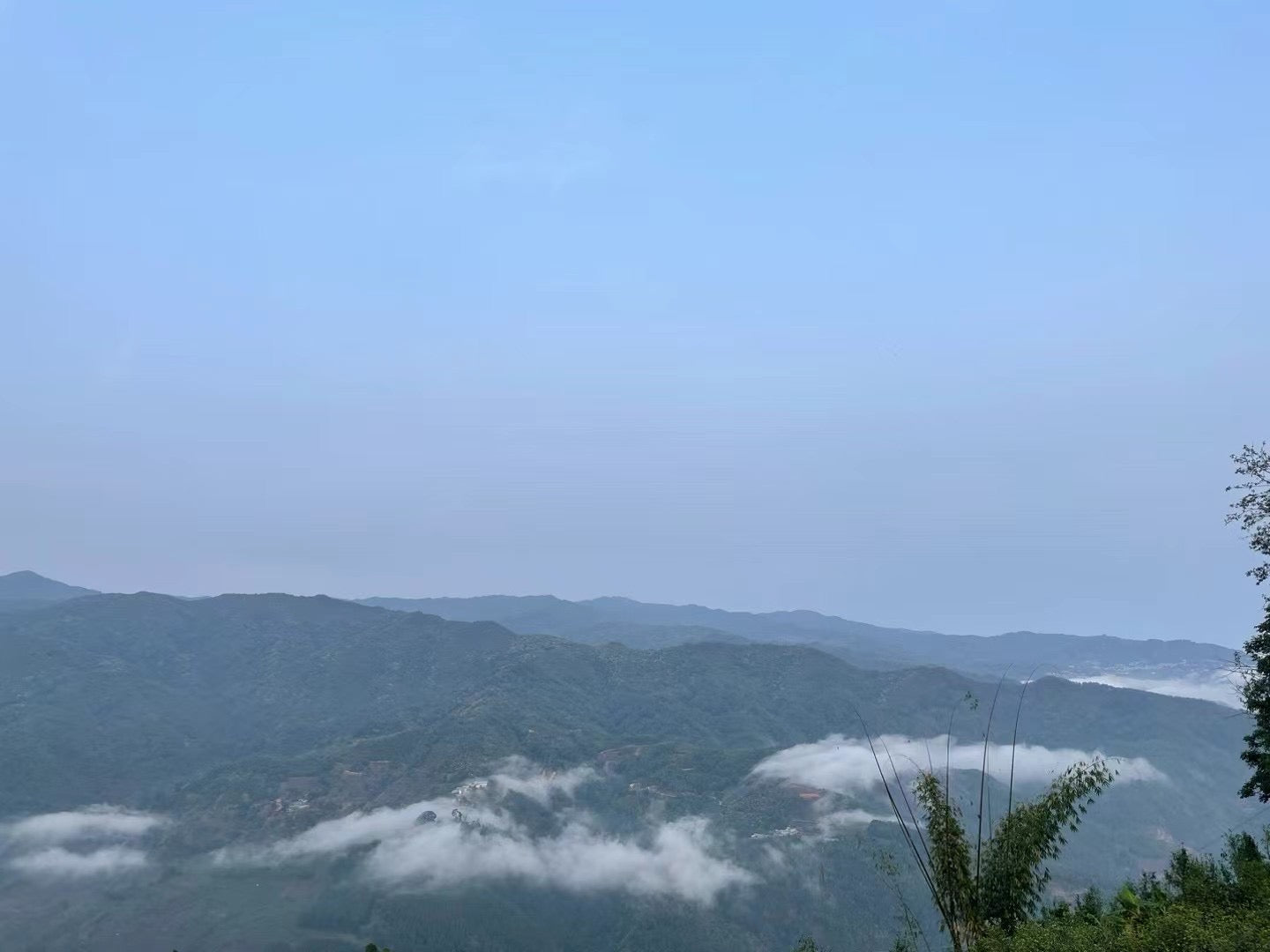 2025 Mountain Peak (Dixu) Pu-erh Tea – Award-Winning Ancient Tree Variety, Crowned Tea King