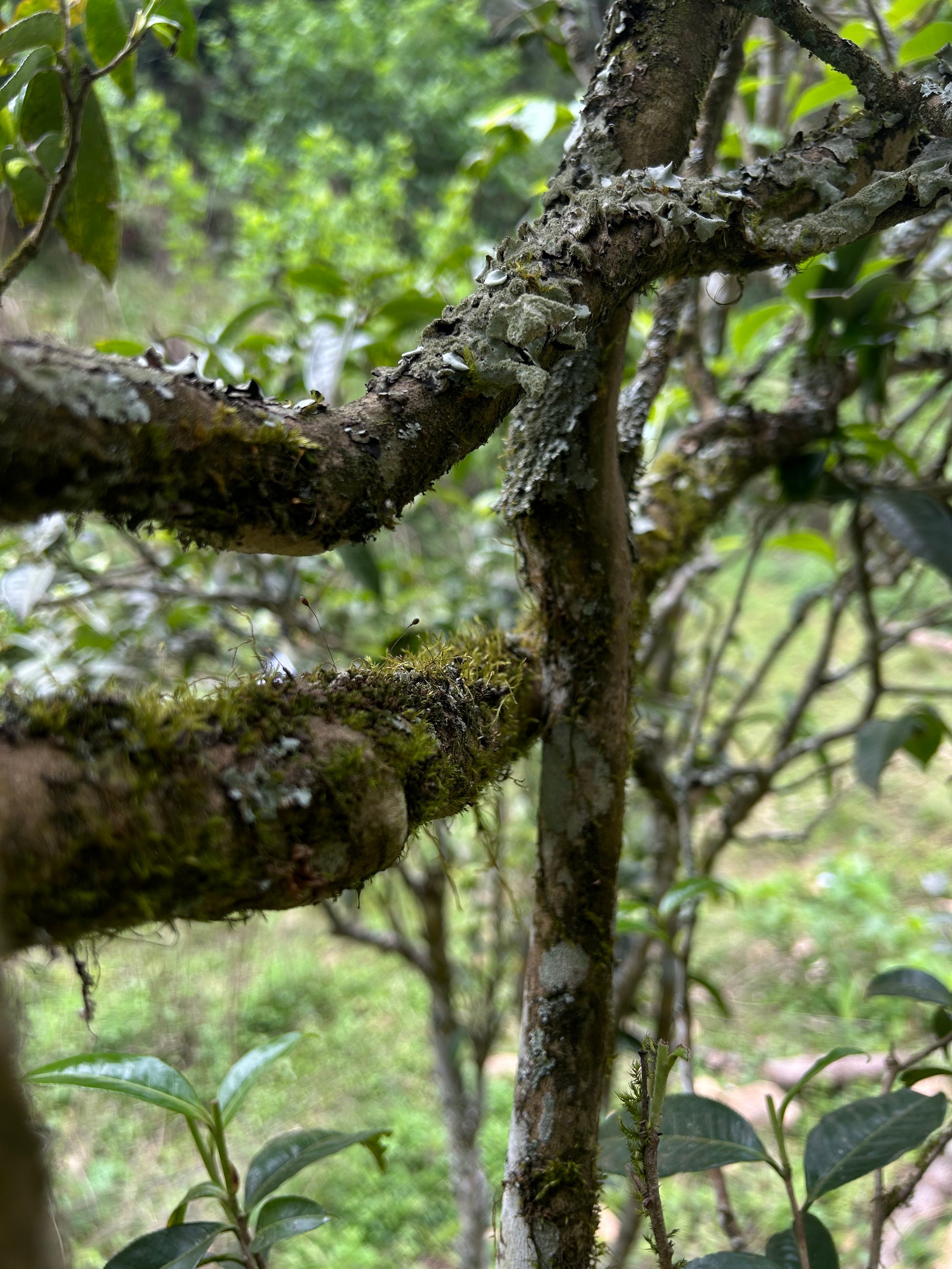 2025 Mountain Peak (Dixu) Pu-erh Tea – Award-Winning Ancient Tree Variety, Crowned Tea King