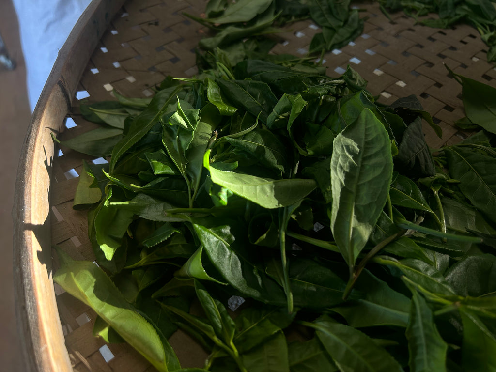 2025 Mountain Peak (Dixu) Pu-erh Tea – Award-Winning Ancient Tree Variety, Crowned Tea King