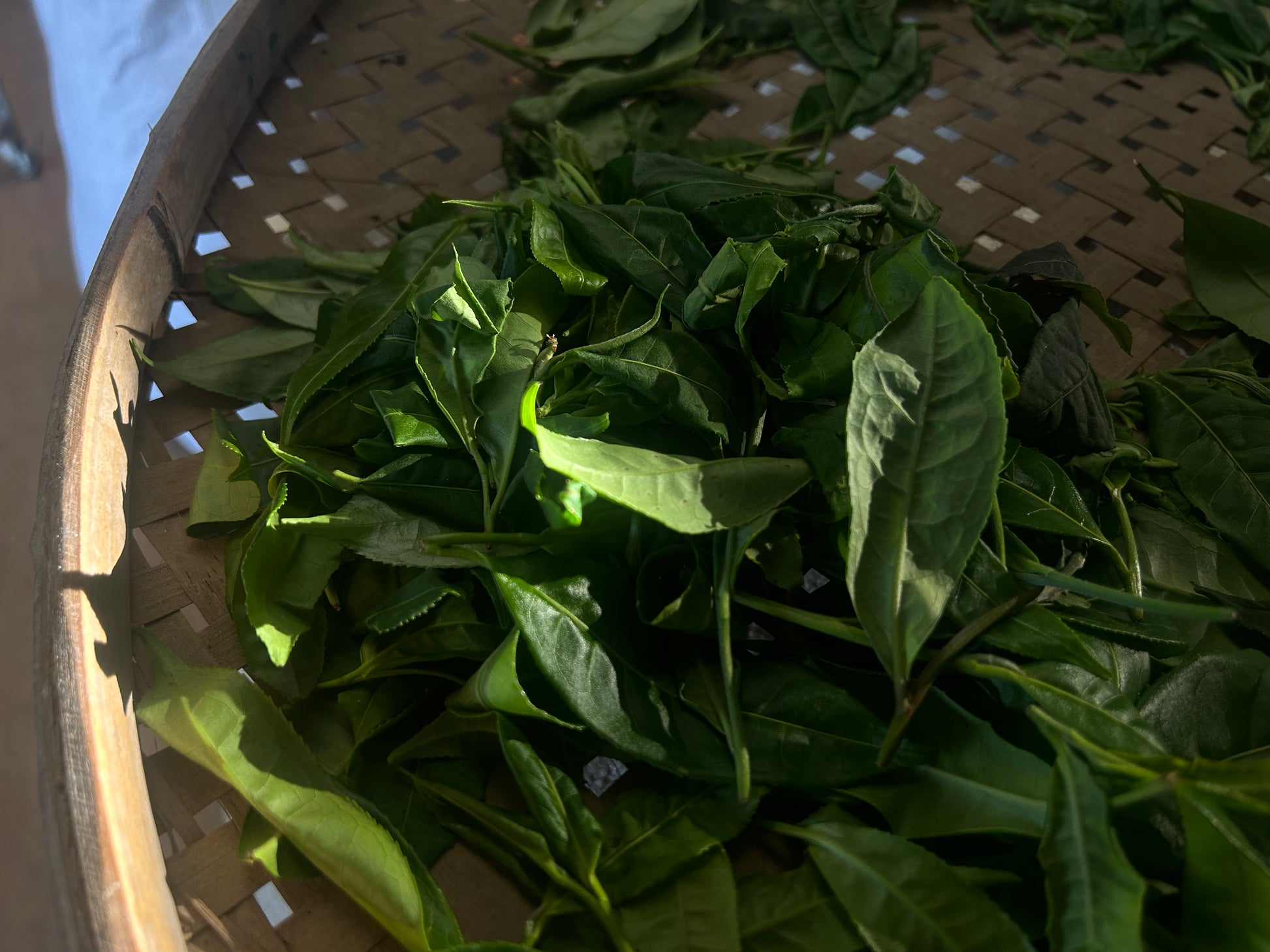 2025 Mountain Peak (Dixu) Pu-erh Tea – Award-Winning Ancient Tree Variety, Crowned Tea King