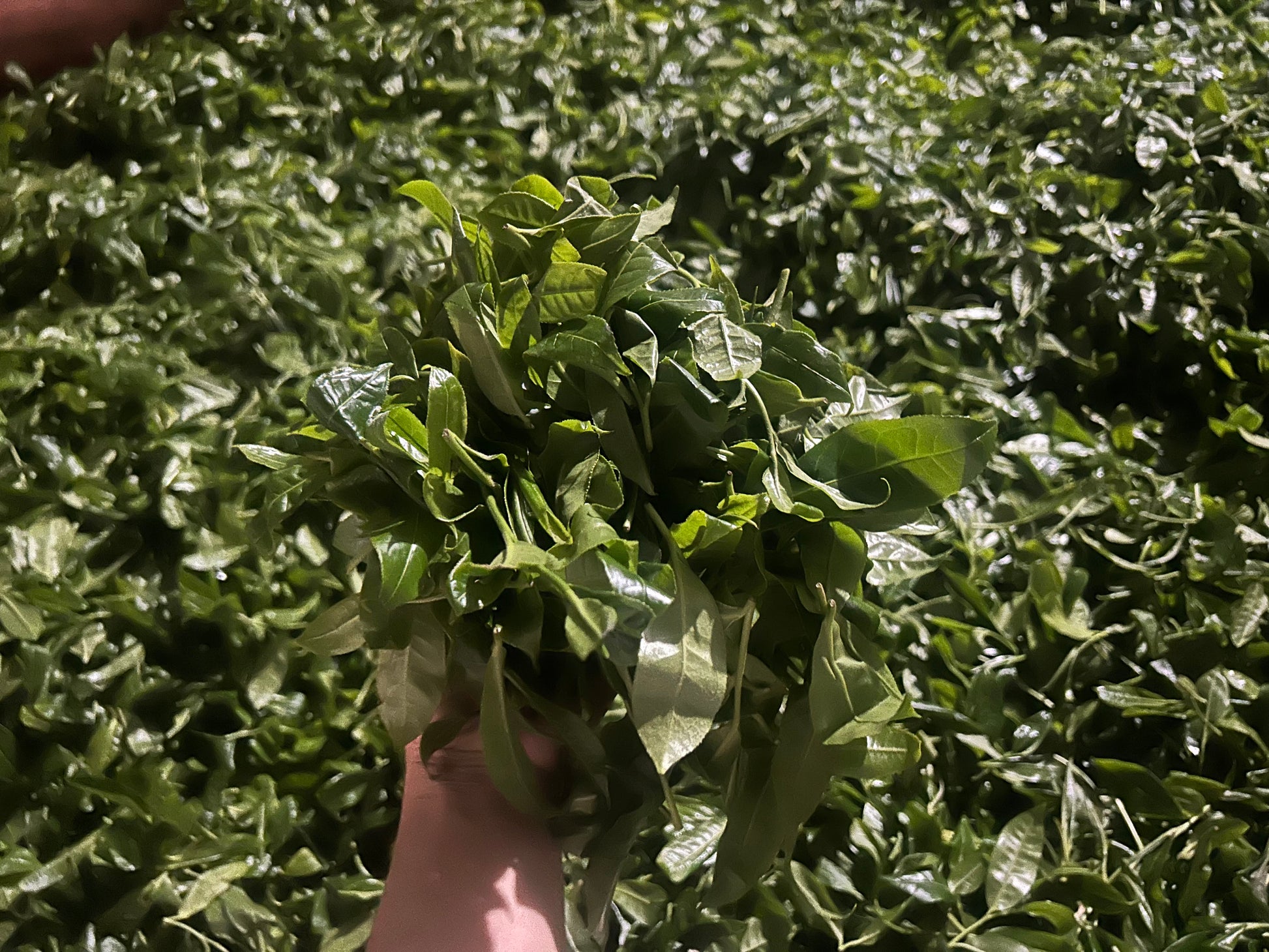 2025 Mountain Peak (Dixu) Pu-erh Tea – Award-Winning Ancient Tree Variety, Crowned Tea King