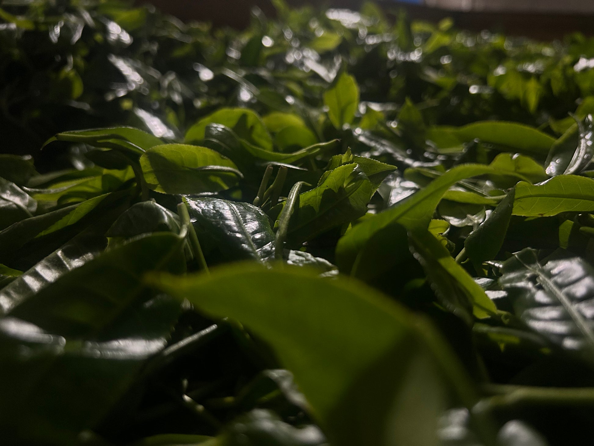 2025 Mountain Peak (Dixu) Pu-erh Tea – Award-Winning Ancient Tree Variety, Crowned Tea King