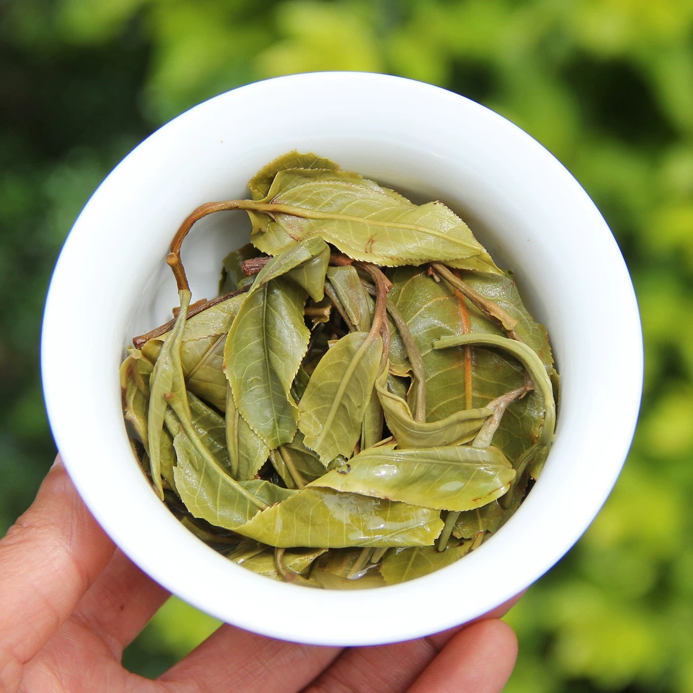 2025 Bangdong Yellow Leaf The “Gentle Power” of Ancient Tree Old Leaves          询问 ChatGPT