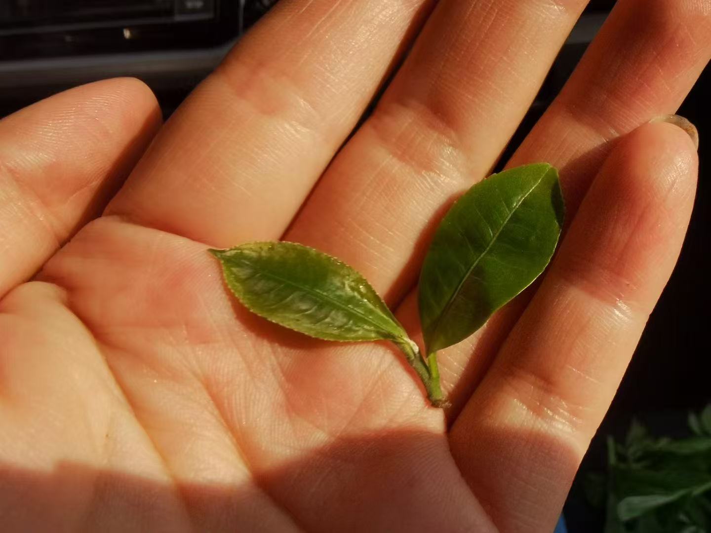 2024 Mao Er Duo Pu’er Tea Cute and delicious — a drinkable perfume