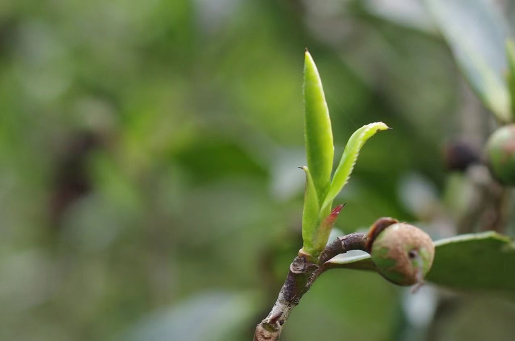 2023 Jin Jun Mei Black Tea