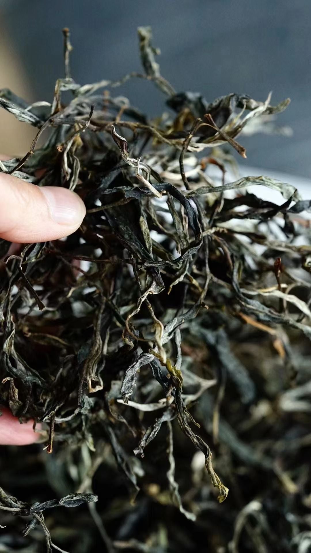 2022 Xiangzhulin · Ancient Tree Spring Tea Secret Lincang Sanctuary · “Fragrant Concubine of Tea” · Orchid & Bamboo Sweetness