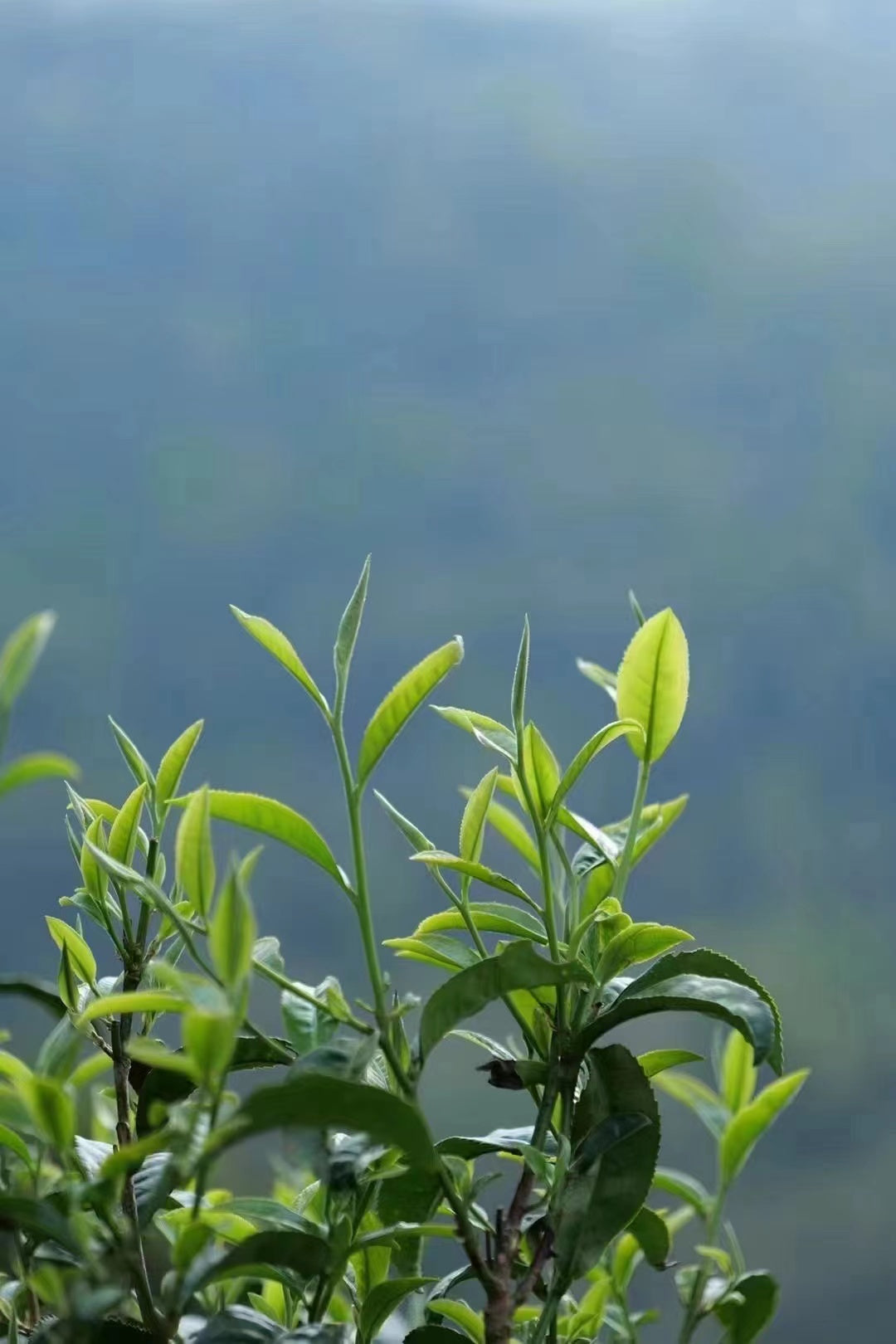 2022 Yunnan Silver Needle White Tea