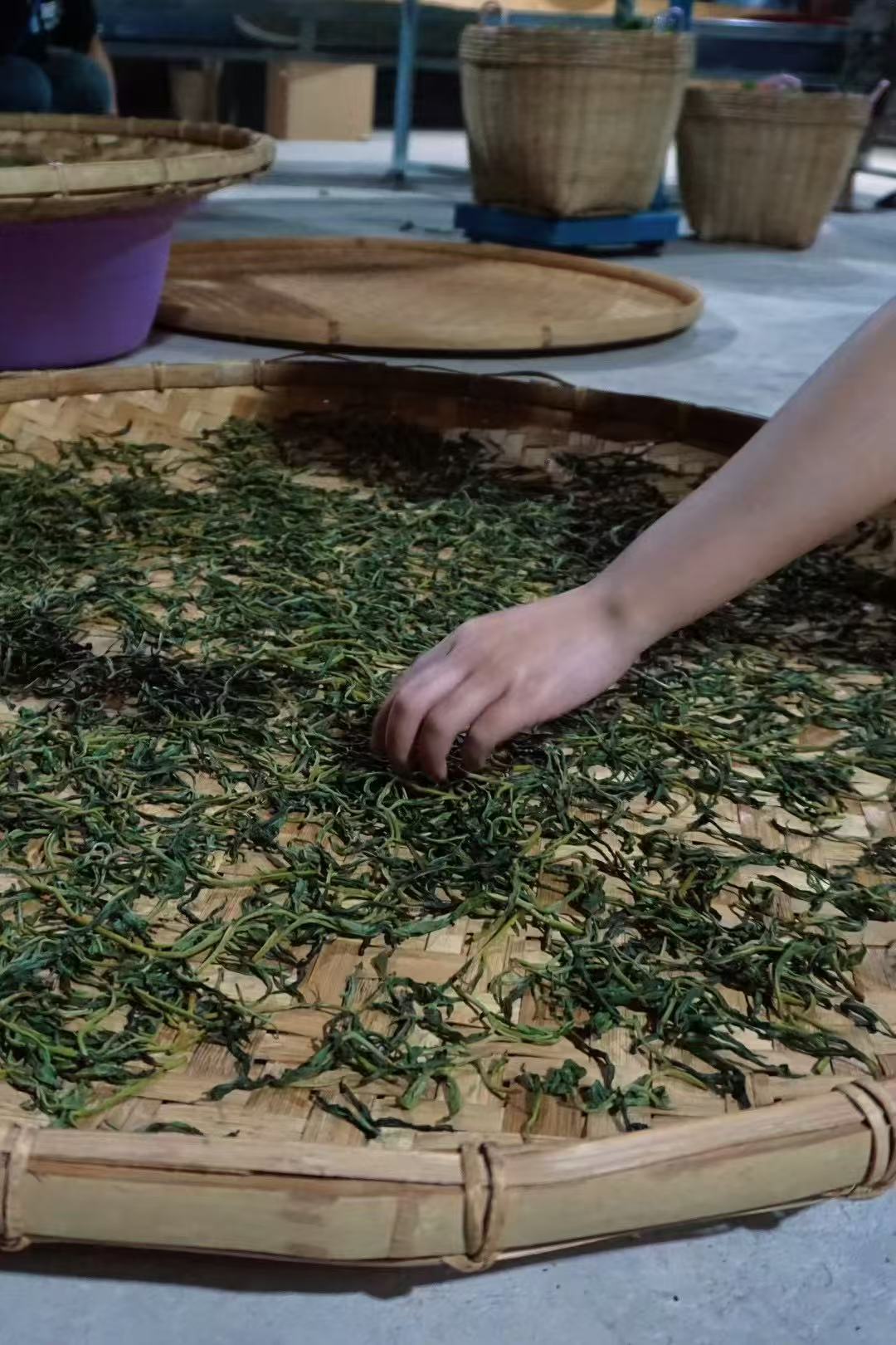 2024 Tongqinghe Pu’er Tea Tea from the Pristine Ancient Forest