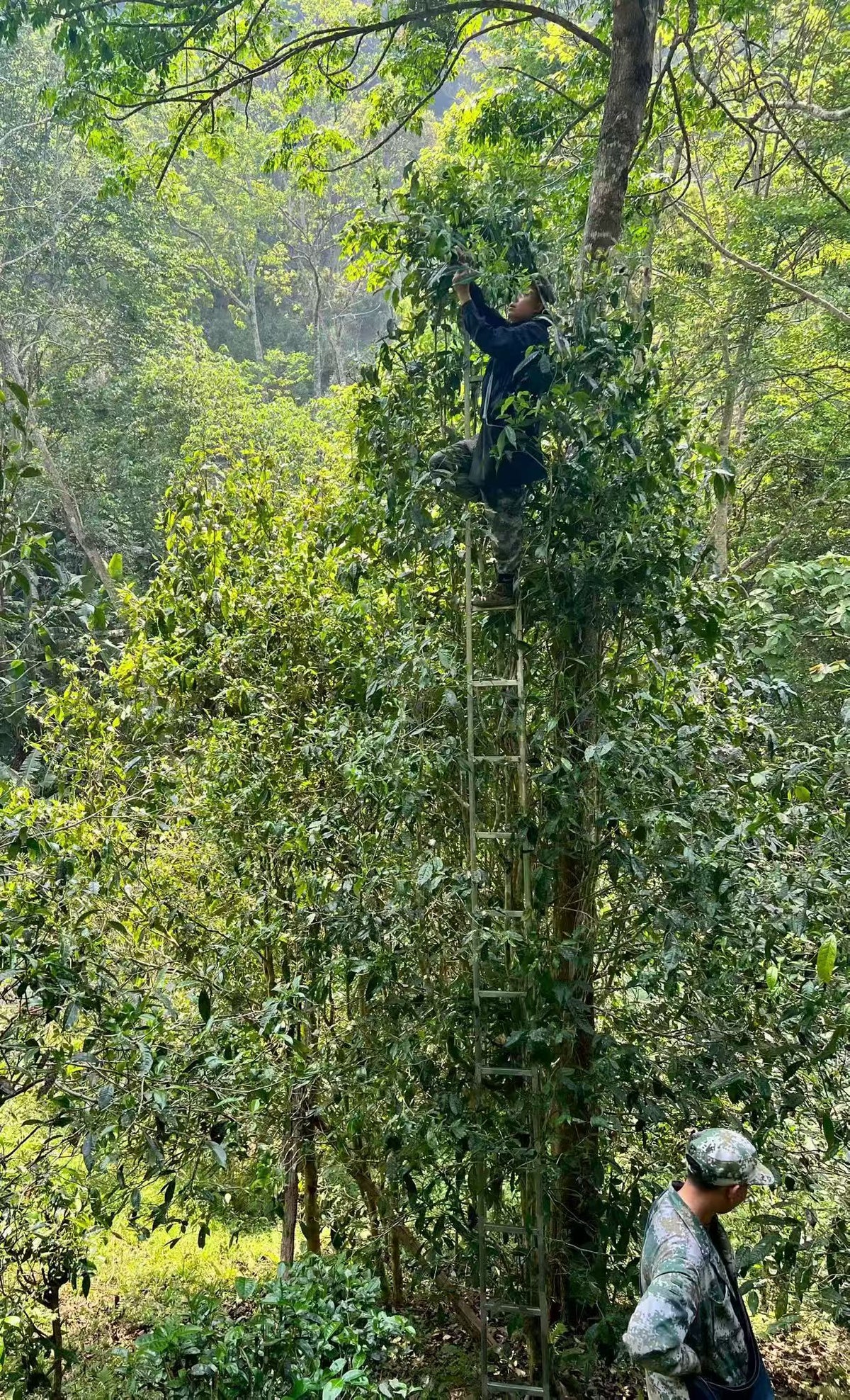 2026年倚邦细叶 600年历史的茶