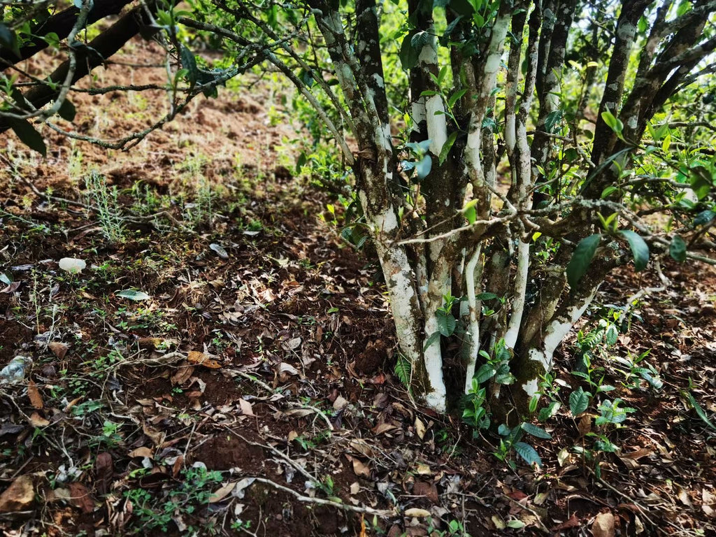 2022 Meiziqing Plum Blossom Sanctuary at 23°N