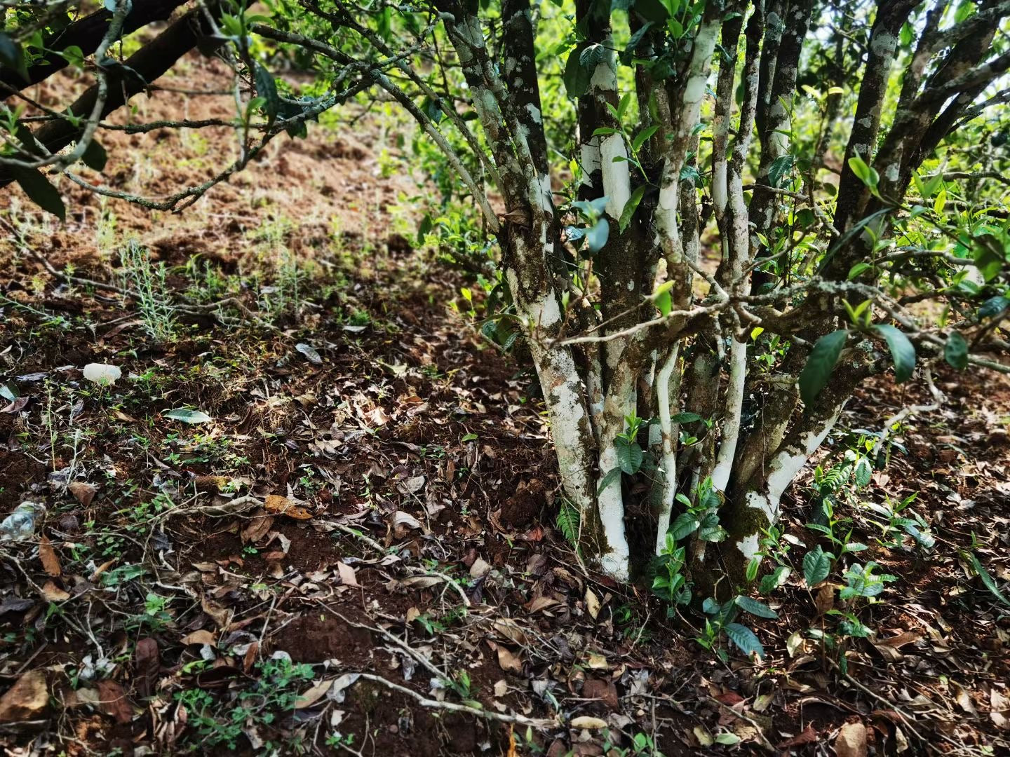 2022 Meiziqing Plum Blossom Sanctuary at 23°N
