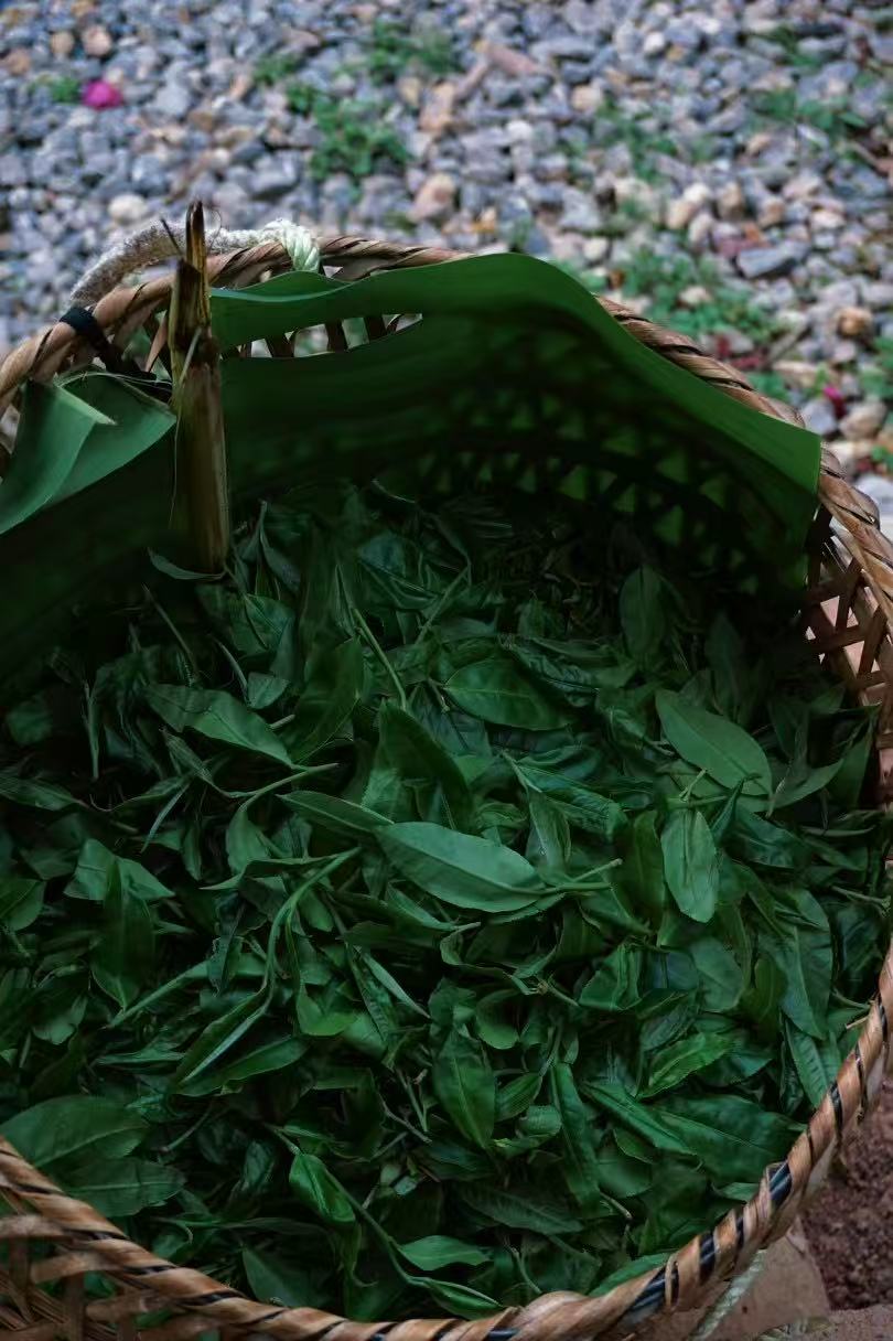 2024 Tongqinghe Pu’er Tea Tea from the Pristine Ancient Forest