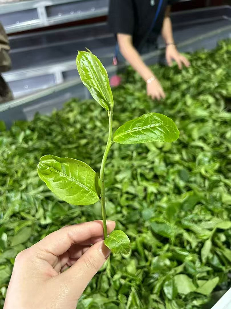 2024年 铜箐河古树熟普洱茶 蜂蜜带花香