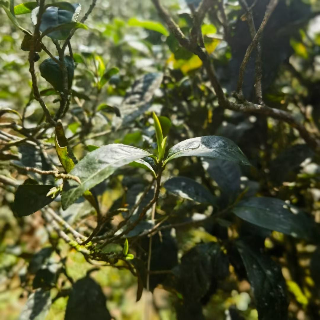 2023 Jin Jun Mei Black Tea
