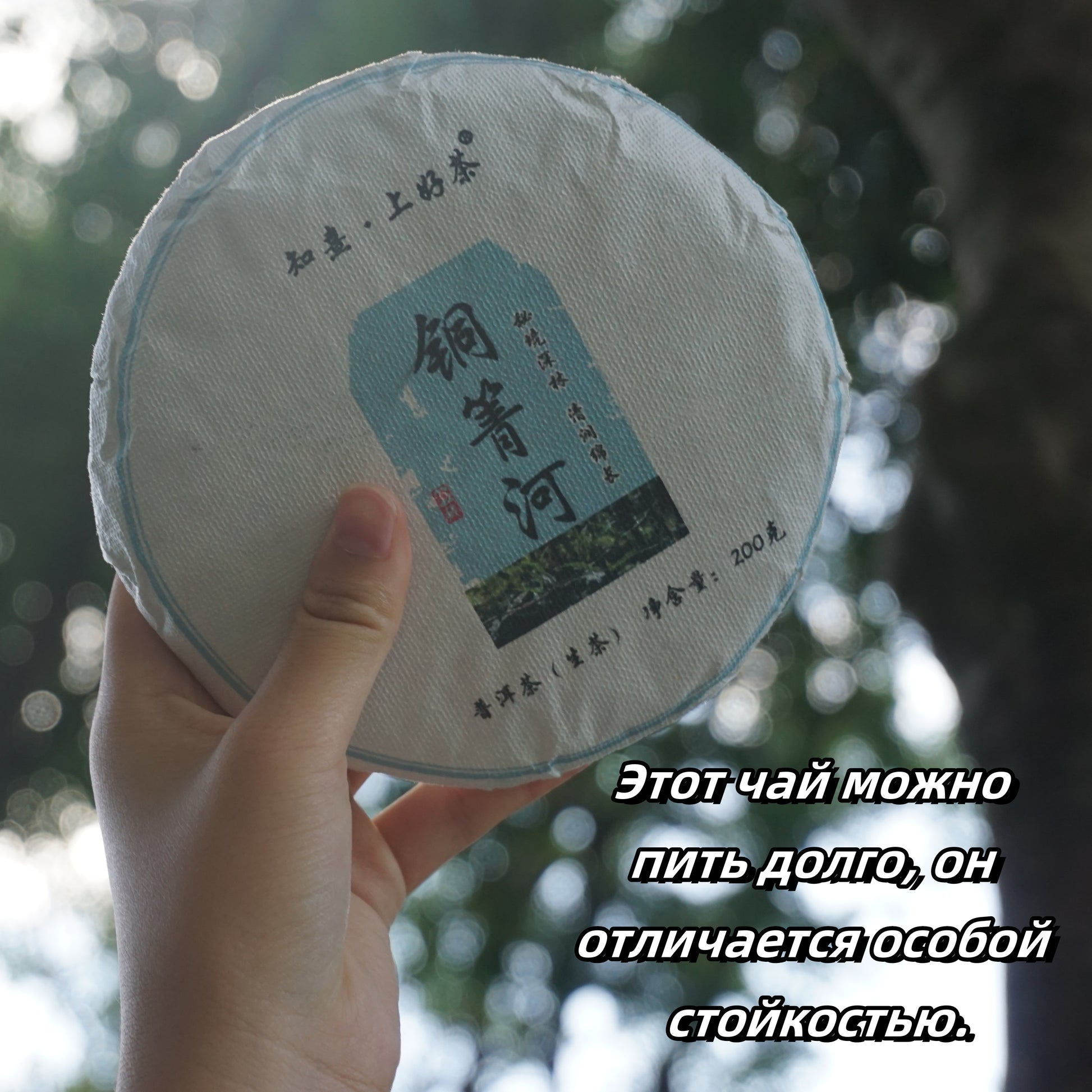 2023 Tongqing River Pu-erh Tea — Tea from the Pristine Forest