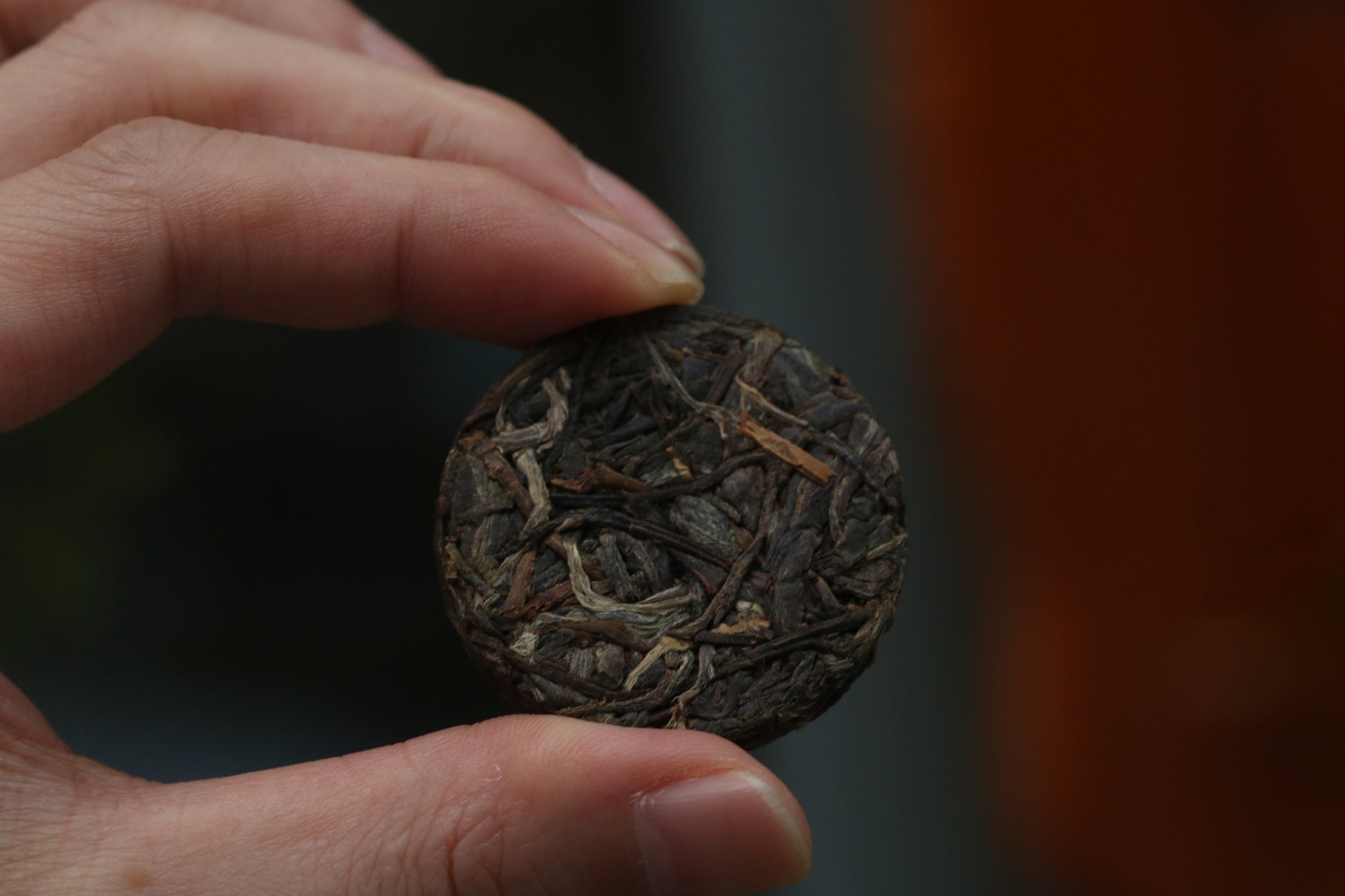 2023 Mini Portable Pu'er Tea from Tongqing River — Tea from the Primal Forest