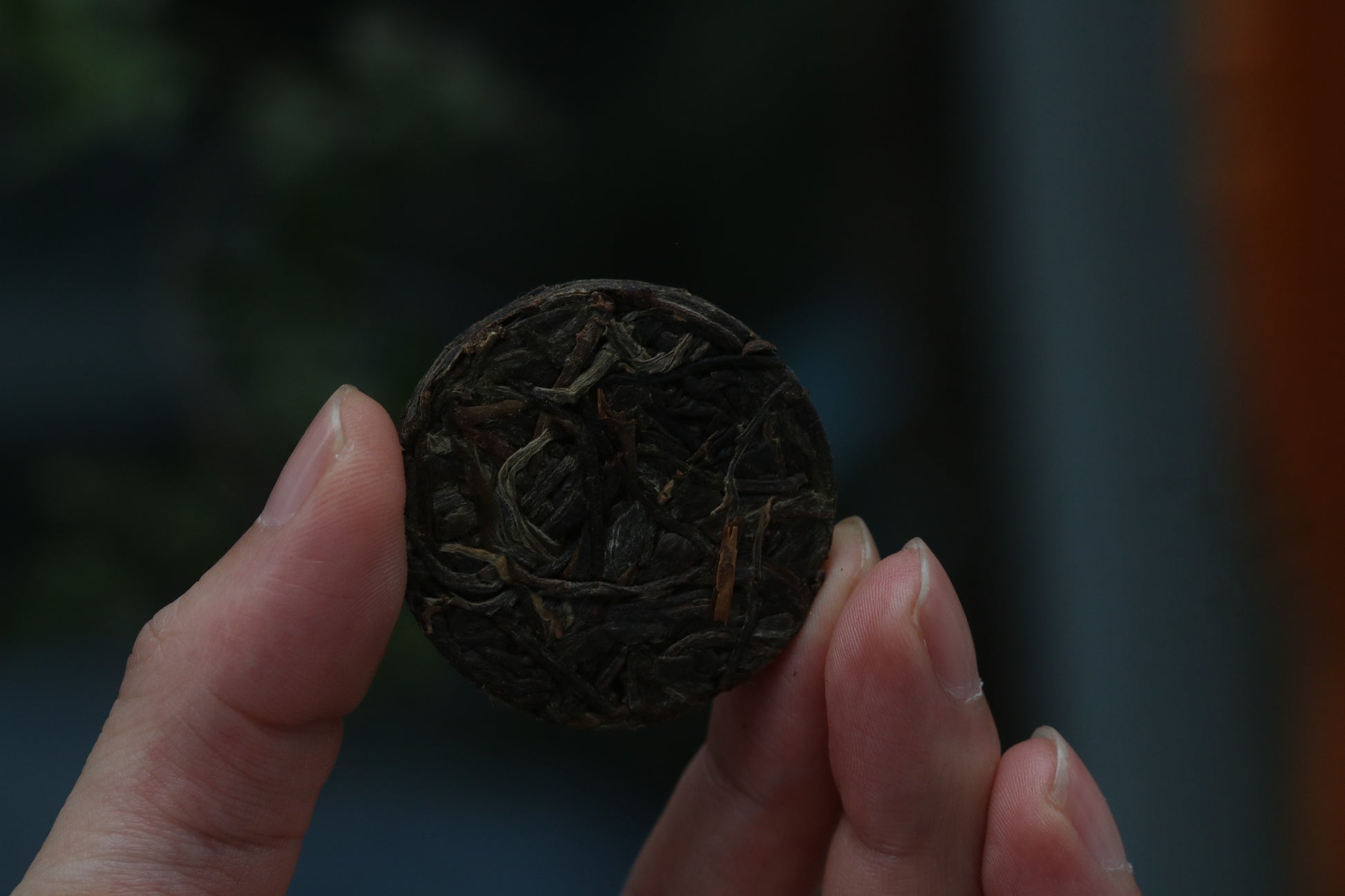 2023 Mini Portable Pu'er Tea from Tongqing River — Tea from the Primal Forest