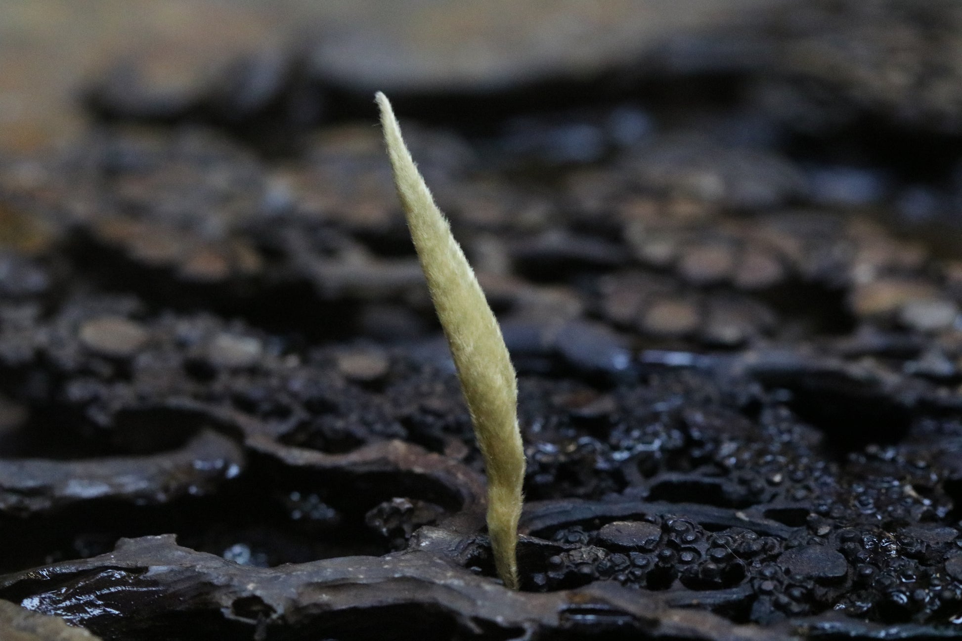 2022 Yunnan Silver Needle White Tea