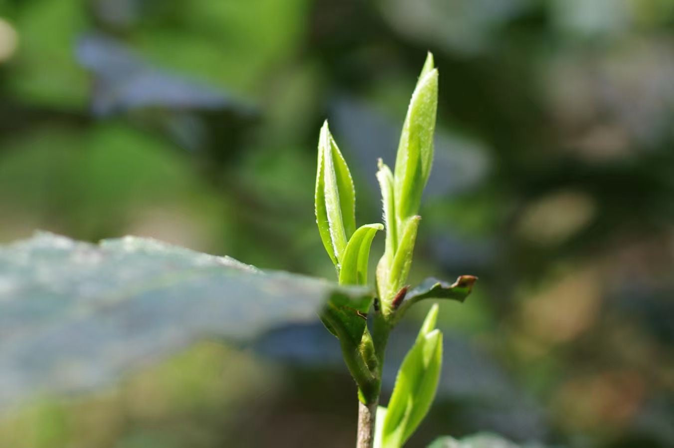 2023 Jin Jun Mei Black Tea