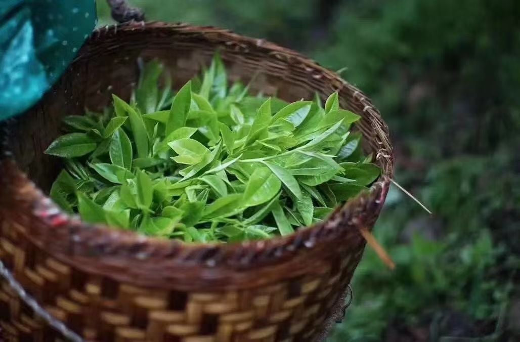2022 Xiangzhulin · Ancient Tree Spring Tea Secret Lincang Sanctuary · “Fragrant Concubine of Tea” · Orchid & Bamboo Sweetness