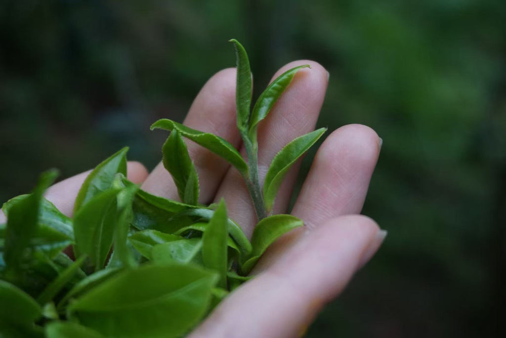 2024 Mao Er Duo Pu’er Tea Cute and delicious — a drinkable perfume