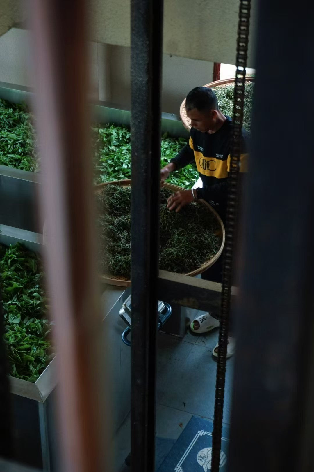 2026年老班章 普洱茶王