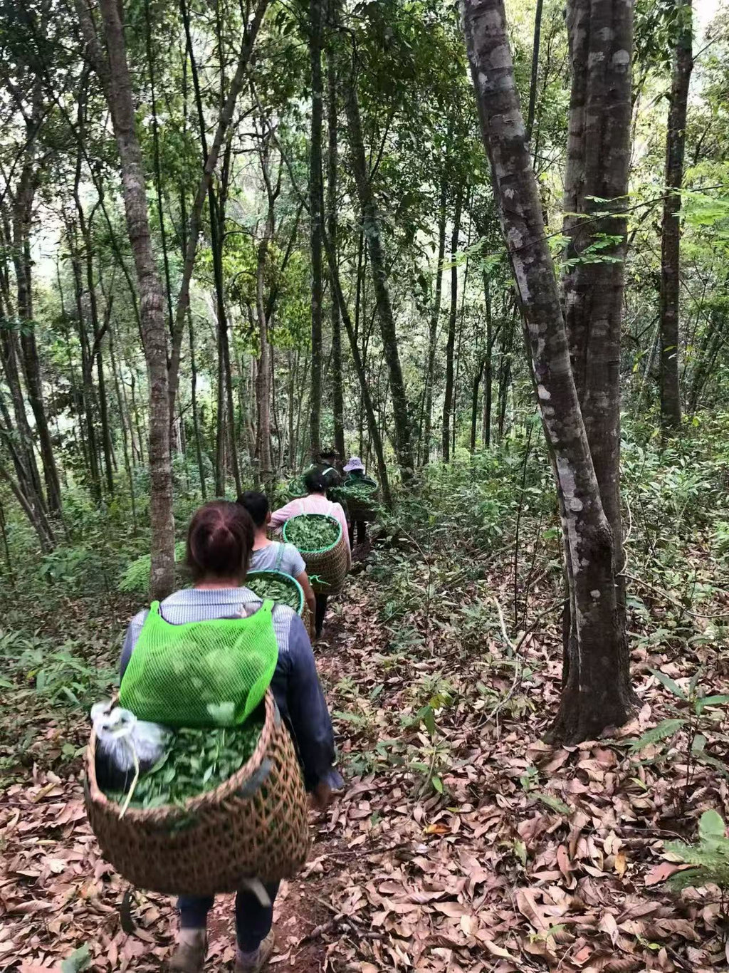2026年铜箐河 青苔与冰镇西瓜的清爽
