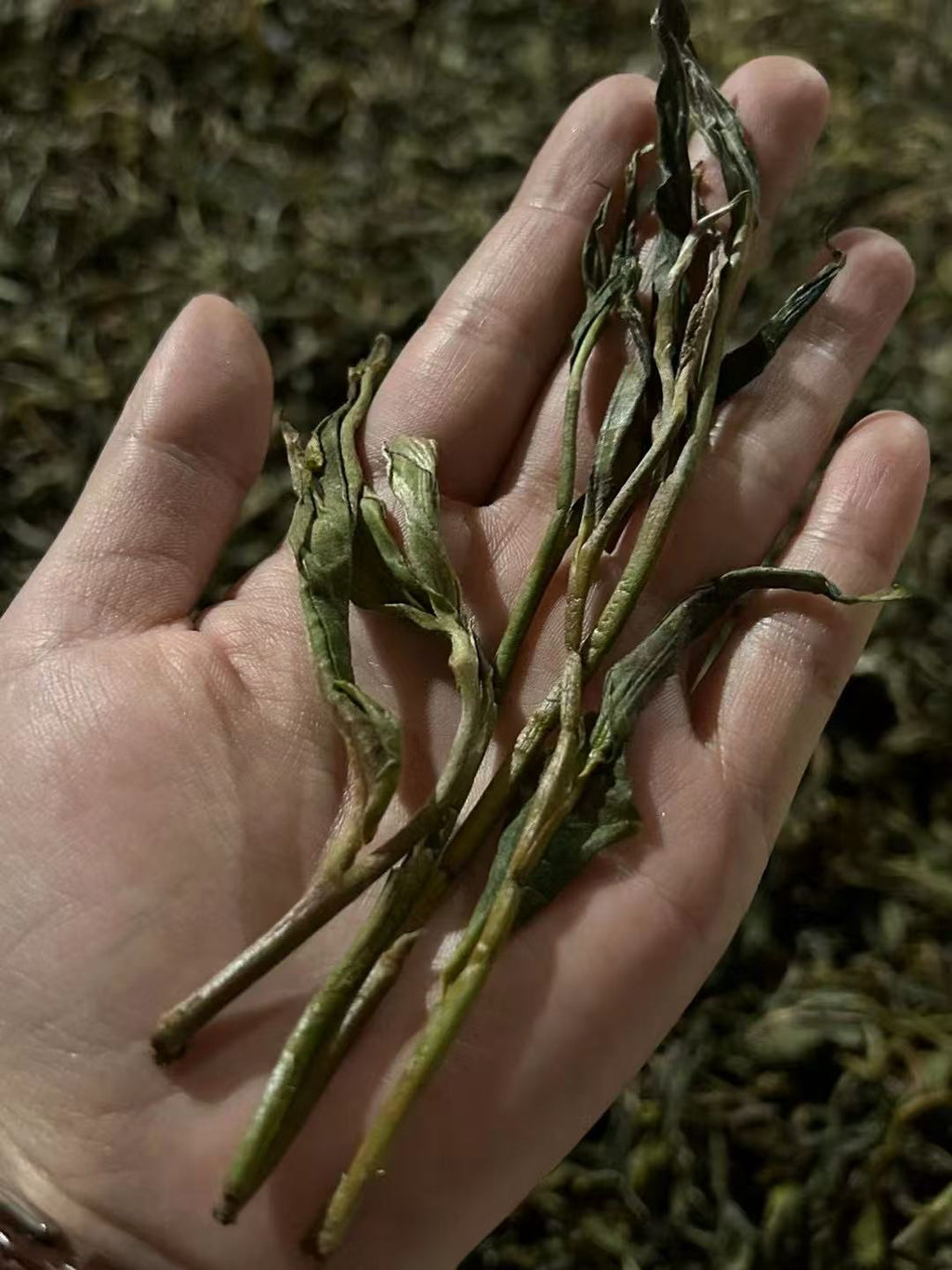 2023 Bai Hua Tan (Loose Leaf) "The King of Wild Charm" — A Taste Poem from the Primal Forest