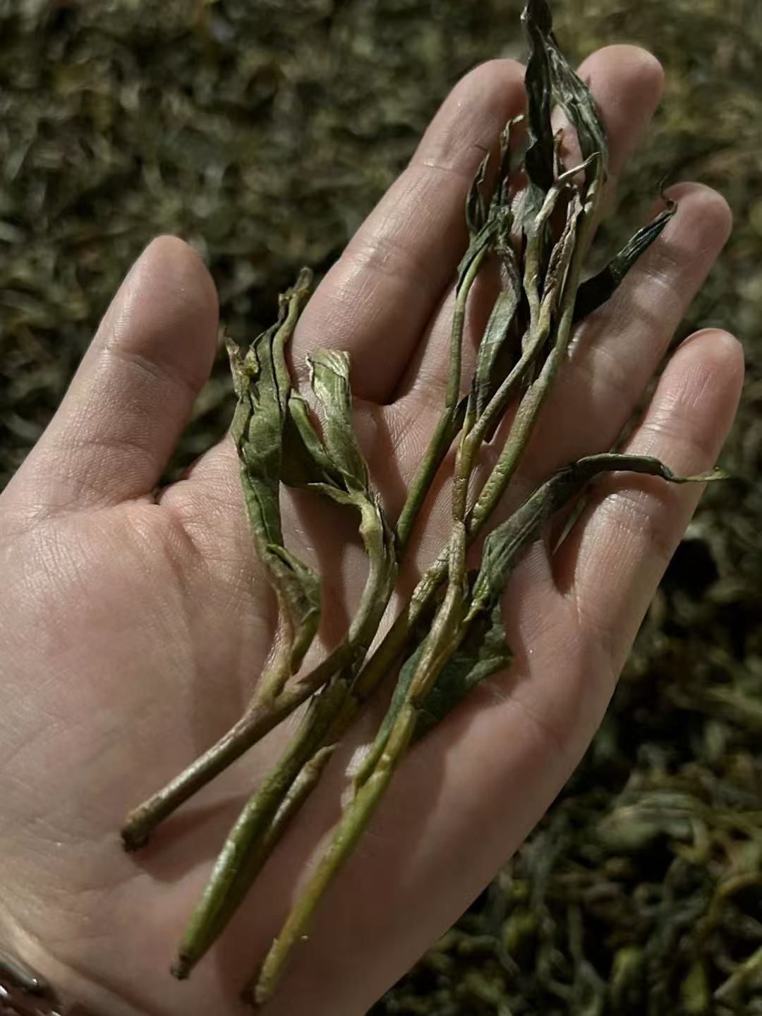 2023 Bai Hua Tan (Loose Leaf) "The King of Wild Charm" — A Taste Poem from the Primal Forest