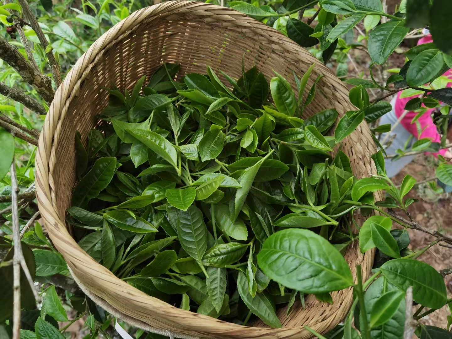 2022 Jiuy Wild (Loose Leaf)