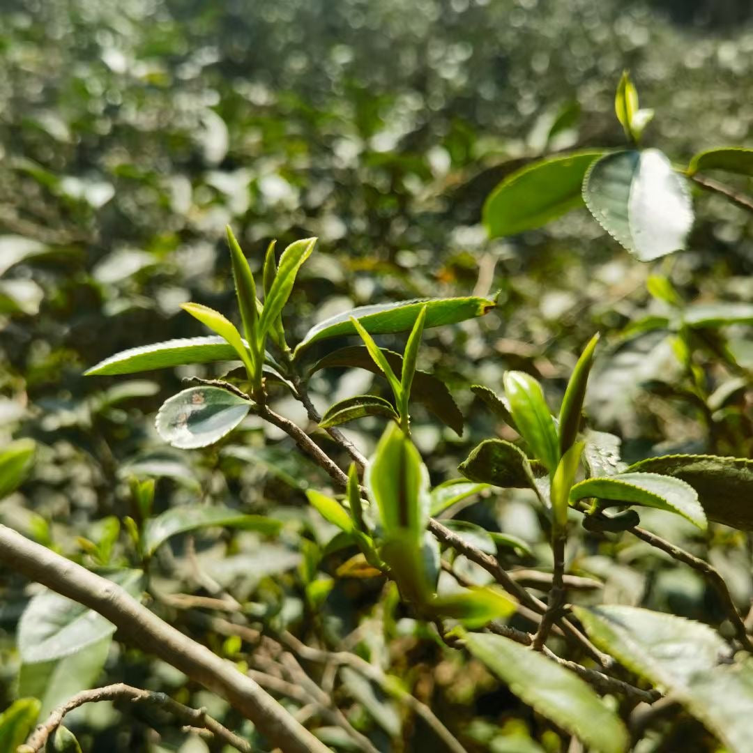 2023 Jin Jun Mei Black Tea