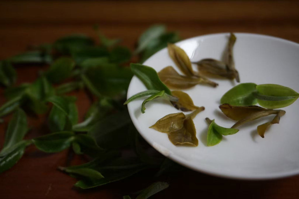 2024 Mao Er Duo Pu’er Tea Cute and delicious — a drinkable perfume