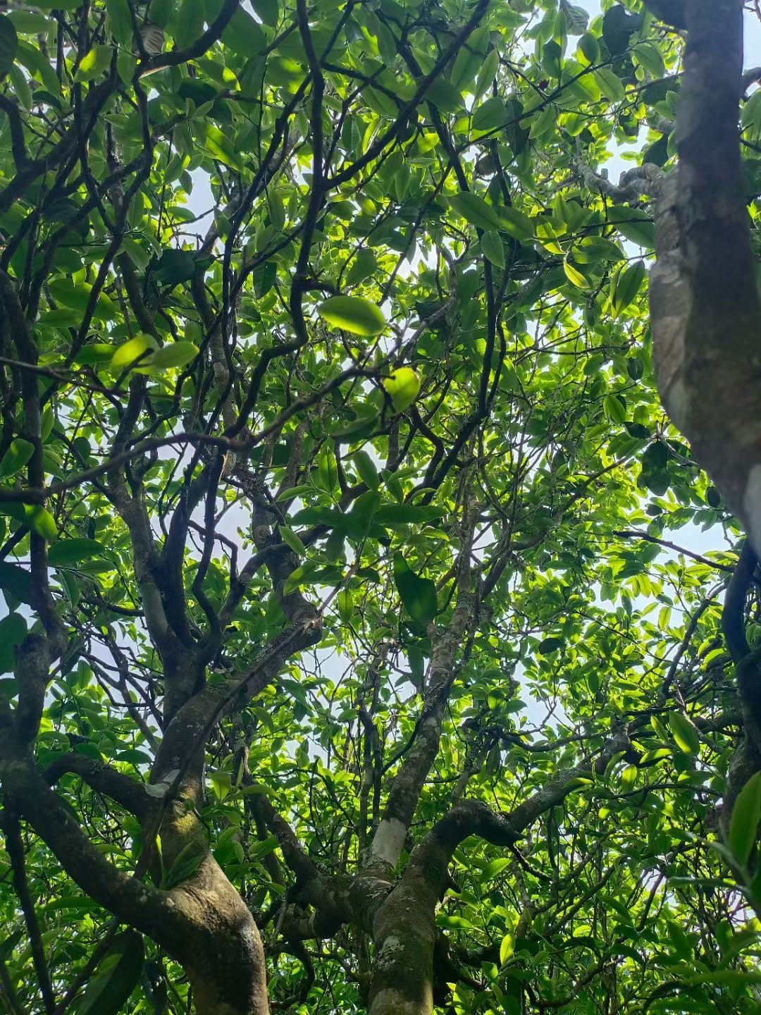 2022 Meiziqing Plum Blossom Sanctuary at 23°N